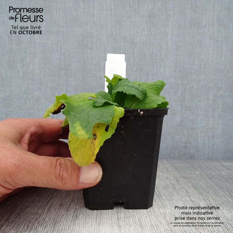 Example of Verbascum phoeniceum Flush of White - Königskerze Kleine Töpfe von 8/9 cm as you get in automne