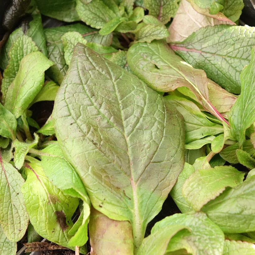 Verbascum phoeniceum Violetta - Violette Königskerze (Foliage)