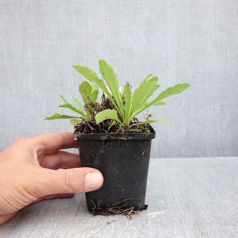 Exemplar von Verbascum Rosie - Königskerze Kleine Töpfe von 8/9 cm wie im Herbst geliefert