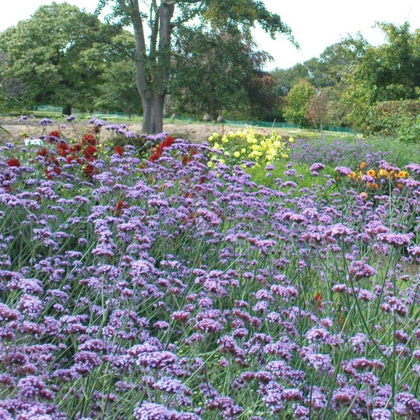 Verbena bonariensis - Argentinisches Eisenkraut (Flowering)