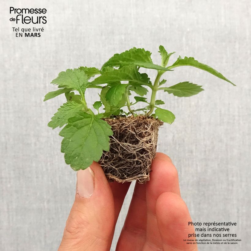 Example of Verbena bonariensis Vanity - Argentinisches Eisenkraut Mini-Plug Ø 3/4 cm as you get in printemps