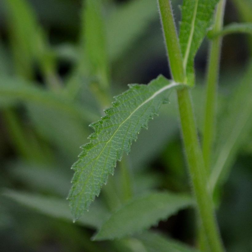 Verbena bonariensis - Argentinisches Eisenkraut (Foliage)