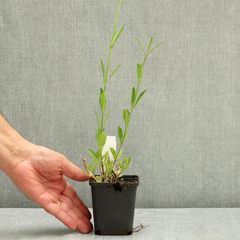 Exemplar von Argentinisches Eisenkraut - Verbena bonariensis Kleine Töpfe von 8/9 cm wie im Sommer geliefert