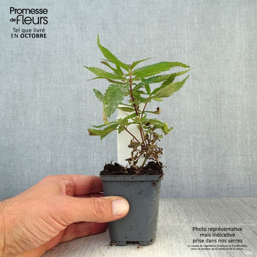 Example of Verbena hastata Blue Spires - Lanzen-Eisenkraut Kleine Töpfe von 8/9 cm as you get in automne