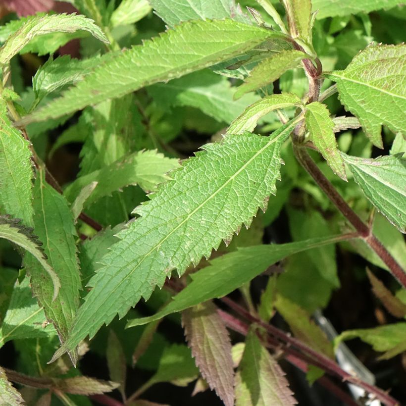Verbena hastata Blue Spires - Lanzen-Eisenkraut (Foliage)