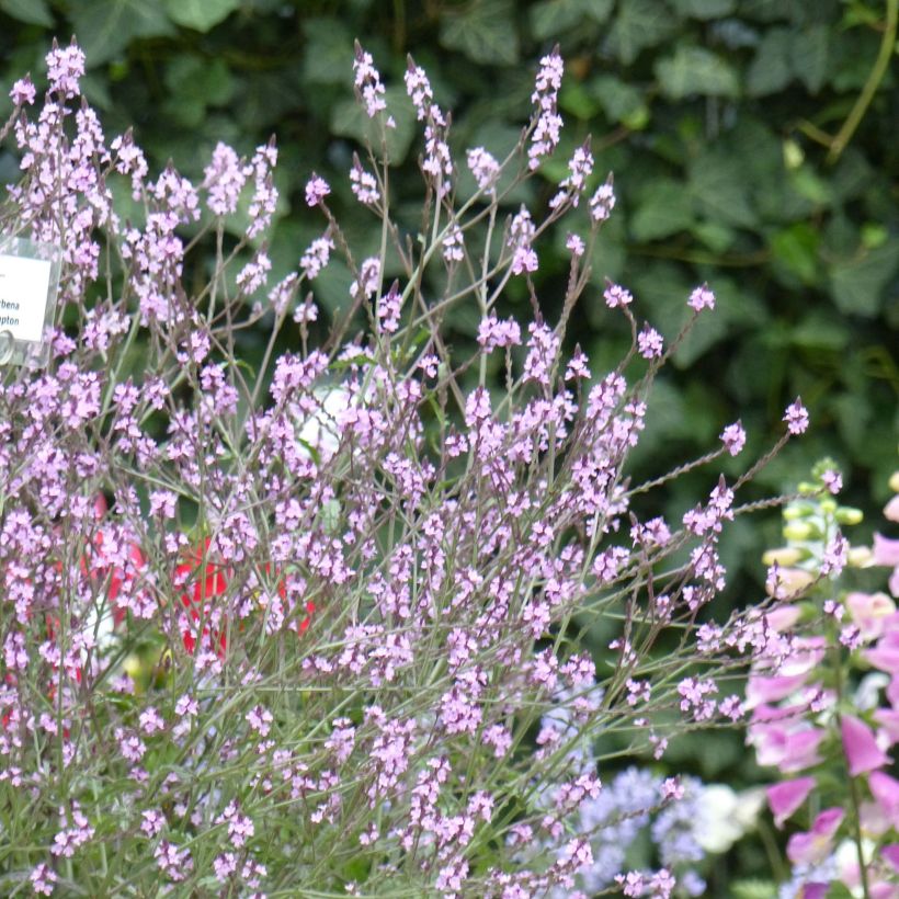 Echtes Eisenkraut Bampton - Verbena officinalis (Plant habit)