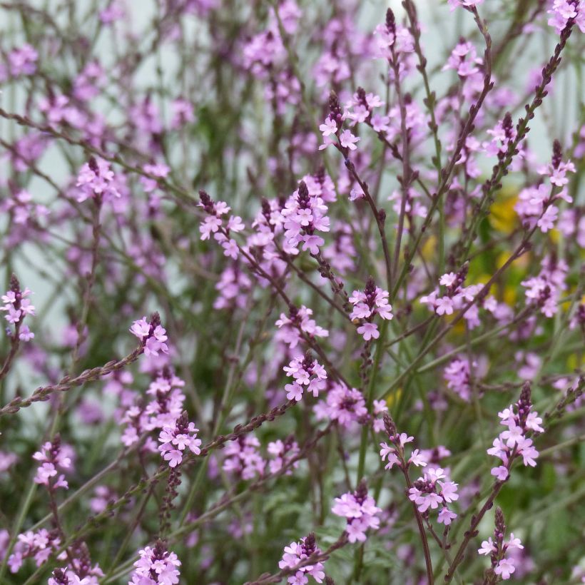 Echtes Eisenkraut Bampton - Verbena officinalis (Flowering)