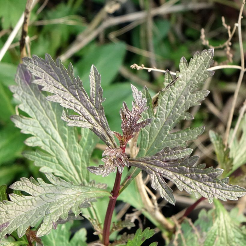 Echtes Eisenkraut Bampton - Verbena officinalis (Foliage)