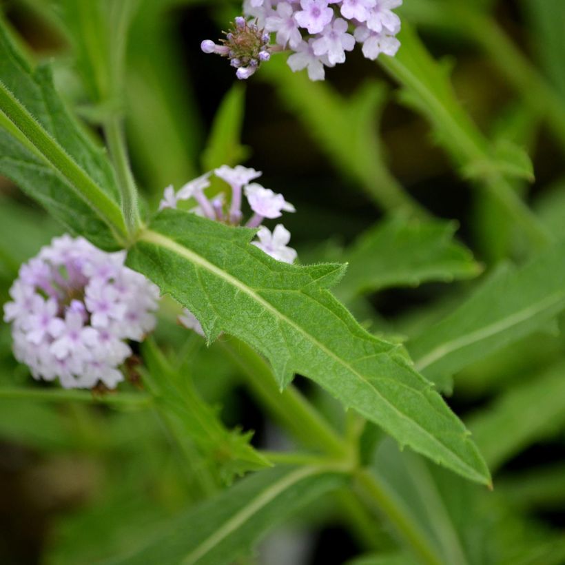 Verbena rigida Polaris - Steifes Eisenkraut (Foliage)
