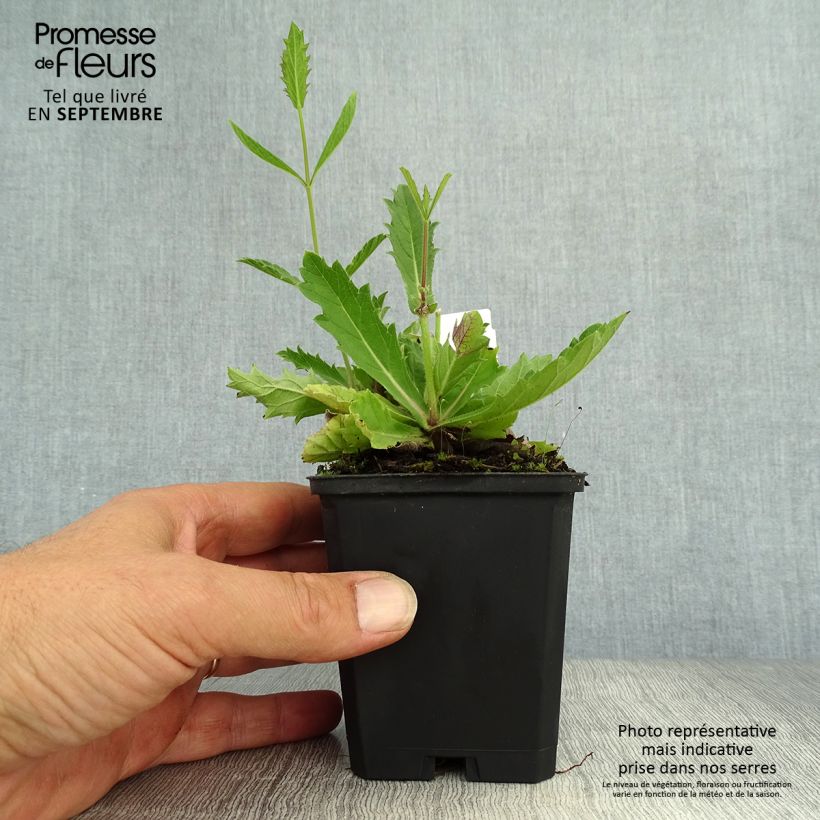 Example of Verbena rigida Polaris - Steifes Eisenkraut Kleine Töpfe von 8/9 cm as you get in automne