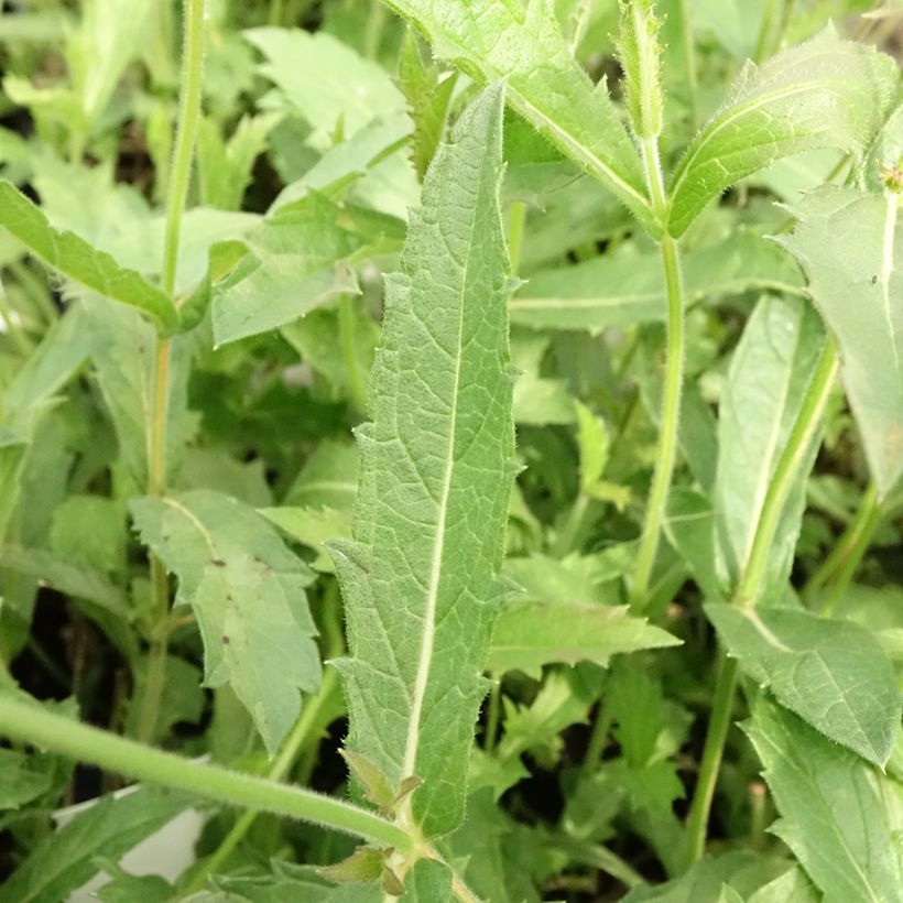 Verbena rigida Venosa - Steifes Eisenkraut (Foliage)