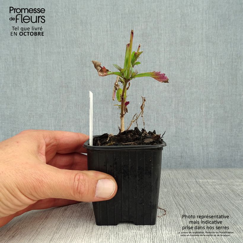 Example of Verbene Lavender Spires Kleine Töpfe von 8/9 cm as you get in automne