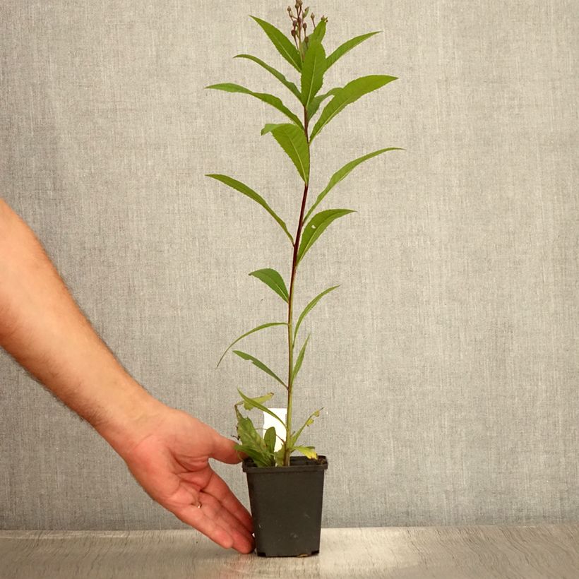 Exemplar von Vernonia arkansana - Arkansas-Scheinaster Kleine Töpfe von 8/9 cm wie im Sommer geliefert