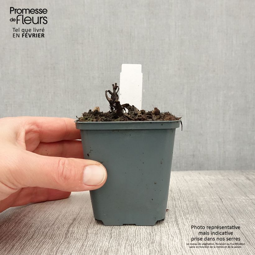 Exemplar von Vernonia arkansana - Arkansas-Scheinaster Kleine Töpfe von 8/9 cm wie im Winter geliefert