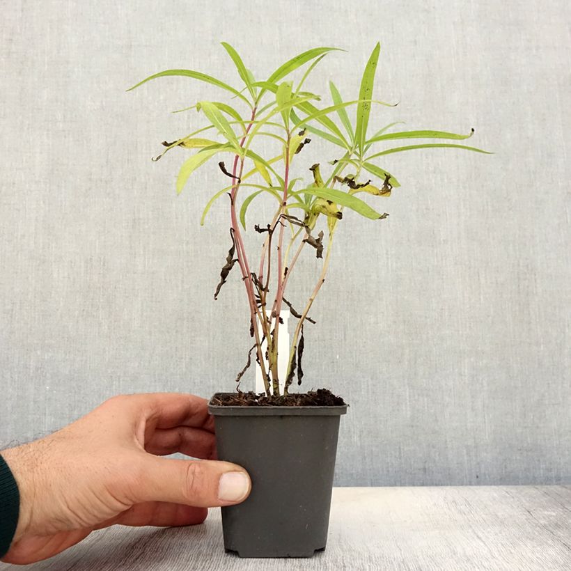 Example of Vernonia baldwinii - Baldwins Scheinaster Kleine Töpfe von 8/9 cm as you get in automne