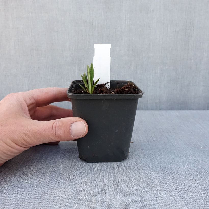 Exemplar von Vernonia baldwinii - Baldwins Scheinaster Kleine Töpfe von 8/9 cm wie im Frühjahr geliefert