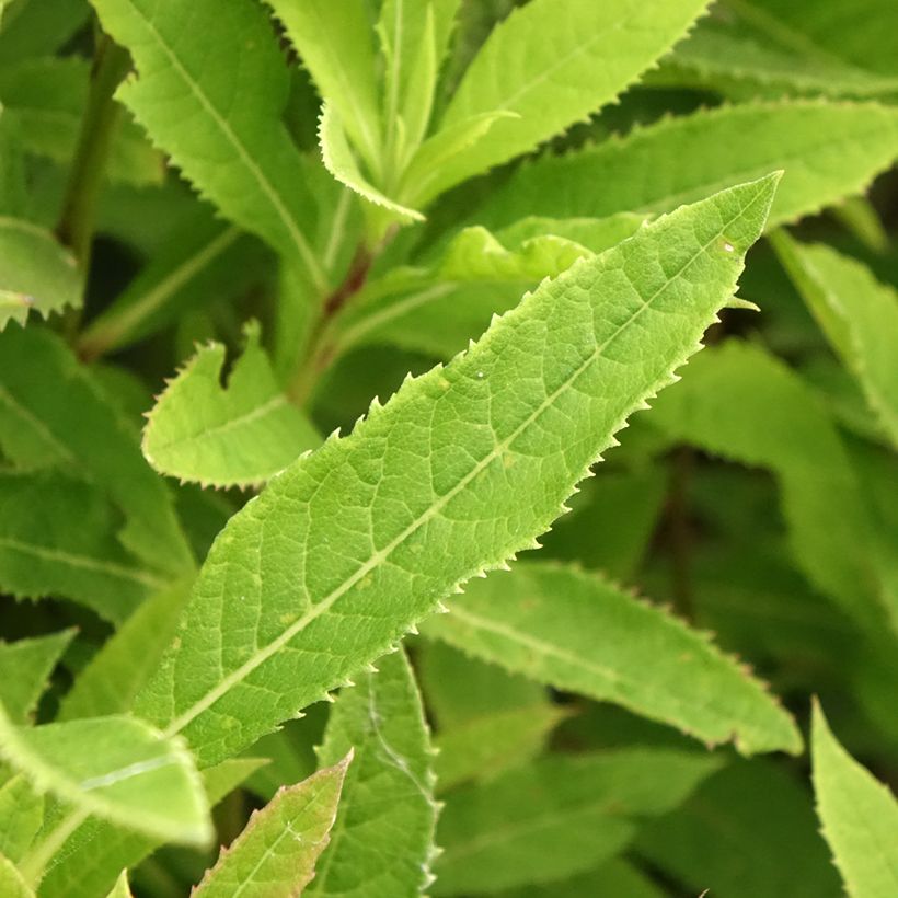 Vernonia crinita Vernonia crinita - Scheinaster (Foliage)