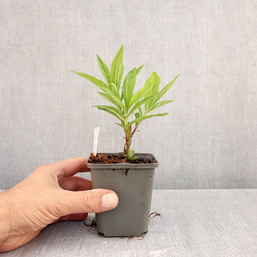 Exemplar von Vernonia gigantea - Hohe Scheinaster Kleine Töpfe von 8/9 cm wie im Herbst geliefert