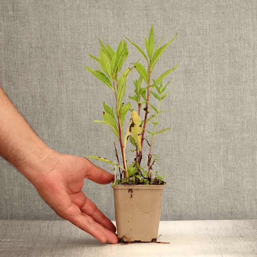 Example of Vernonia gigantea - Hohe Scheinaster Kleine Töpfe von 8/9 cm as you get in ete