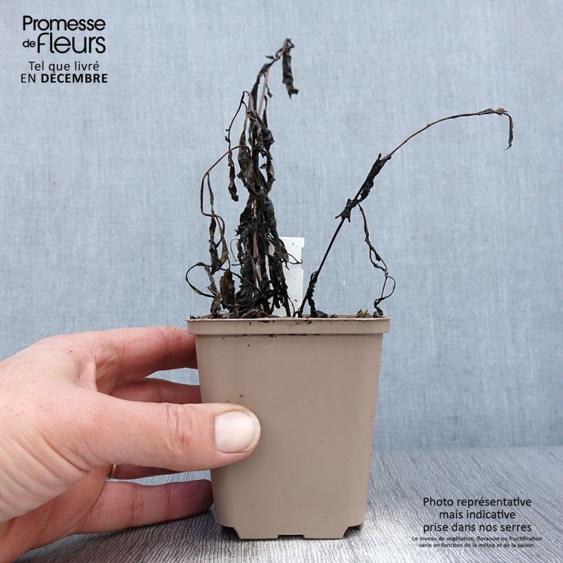 Exemplar von Vernonia gigantea - Hohe Scheinaster Kleine Töpfe von 8/9 cm wie im Winter geliefert