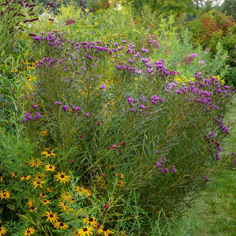 Vernonia lettermannii - Lettermanns Scheinaster (Plant habit)
