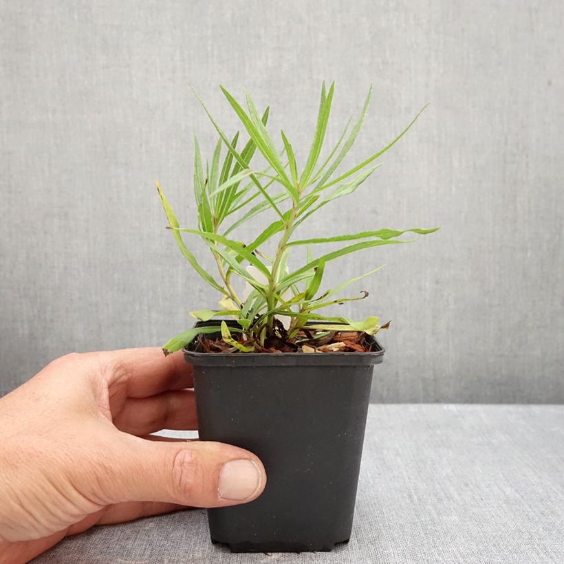 Exemplar von Vernonia lettermannii - Vernone de Letterman Godet de 8/9 cm wie im Herbst geliefert
