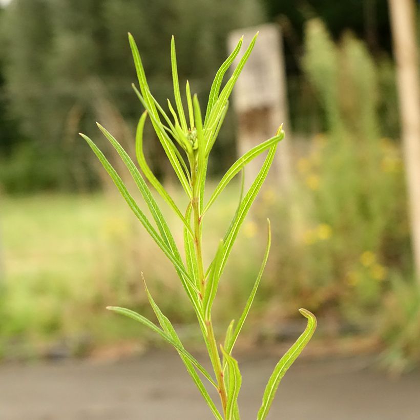Vernonia lettermannii - Lettermanns Scheinaster (Foliage)