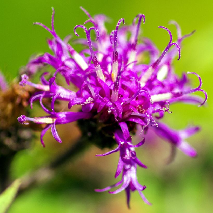 Vernonia missurica - Missouri-Scheinaster (Flowering)