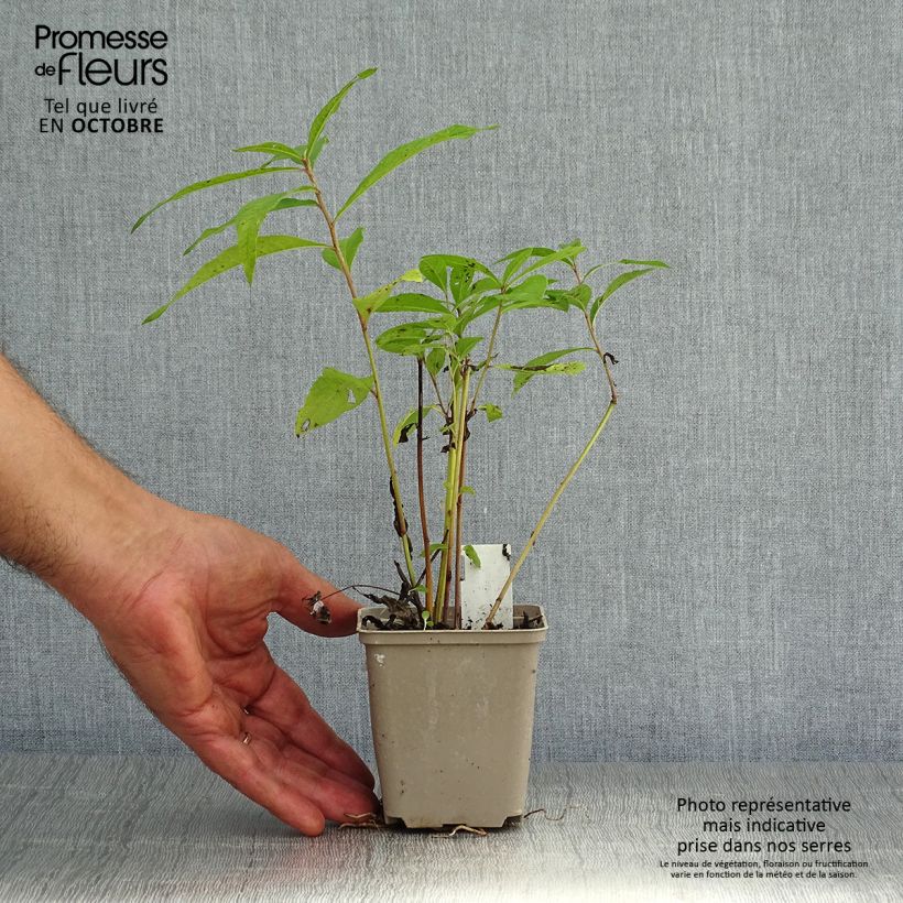 Example of Vernonia noveboracensis - New York Scheinaster Kleine Töpfe von 8/9 cm as you get in automne