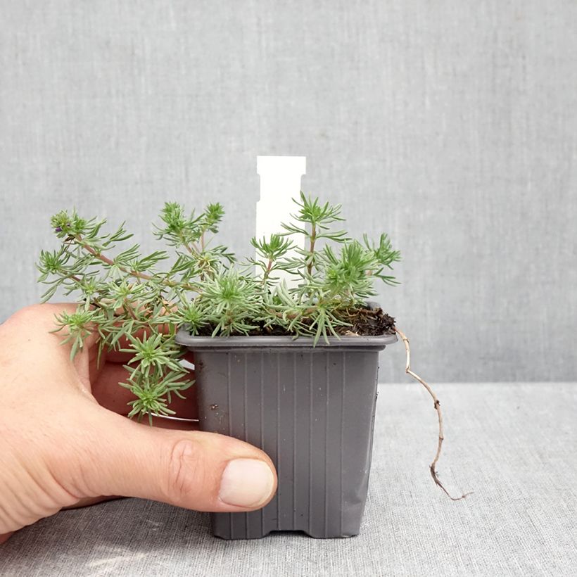 Exemplar von Veronica armena - Armenische Ehrenpreis Kleine Töpfe von 8/9 cm wie im Herbst geliefert