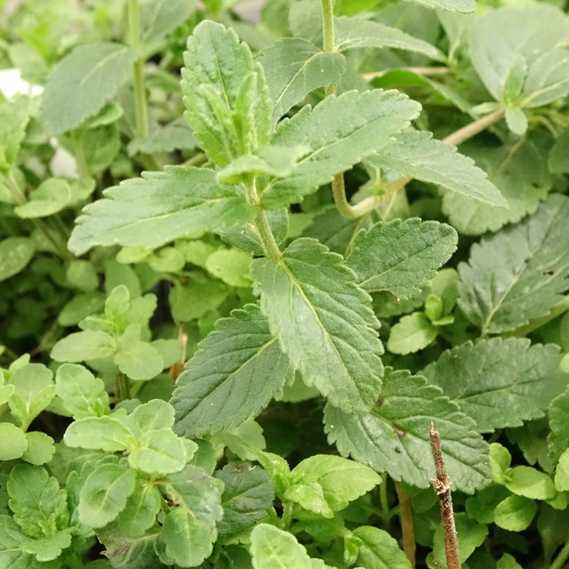 Veronica austriaca Royal Blue - Österreichischer Ehrenpreis (Foliage)