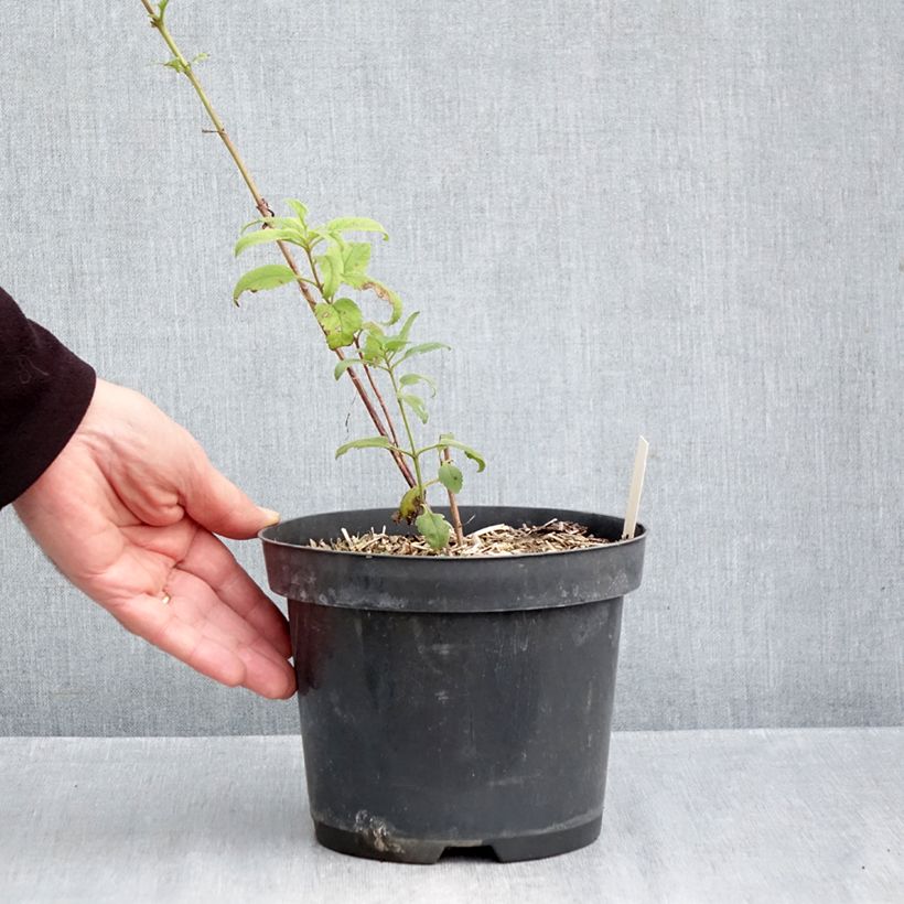 Exemplar von Veronica Lavender Lightsaber - Ehrenpreis Topf mit 2L/3L wie im Herbst geliefert