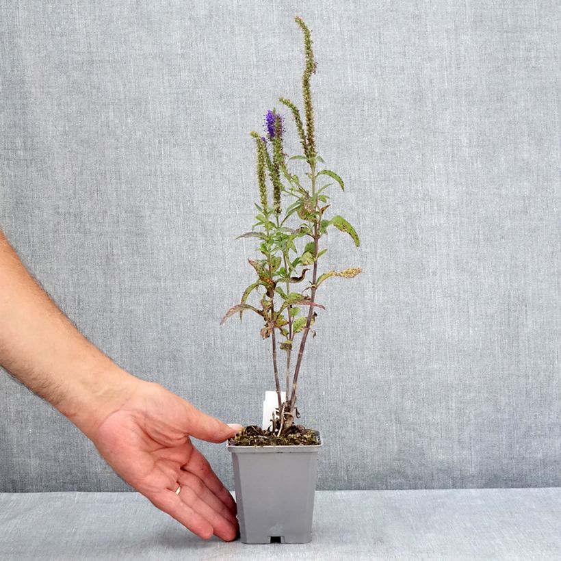 Example of Langblättriger Ehrenpreis Blauriesin - Veronica longifolia Kleine Töpfe von 8/9 cm as you get in ete