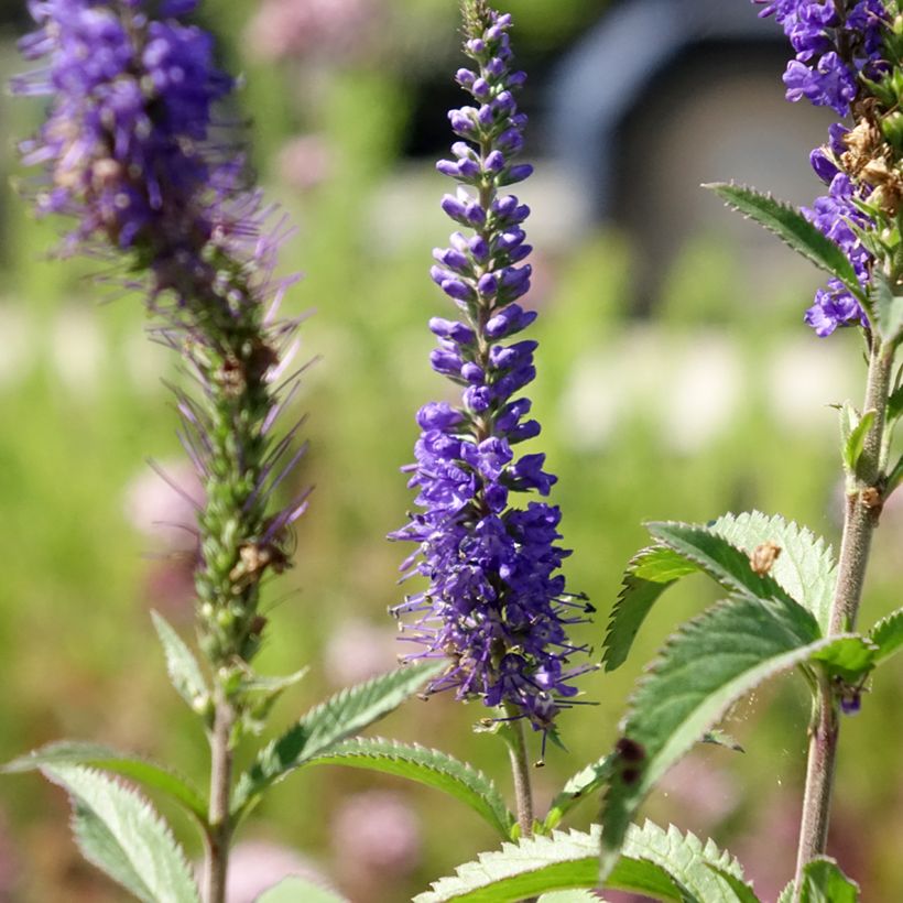 Langblättriger Ehrenpreis Blauriesin - Veronica longifolia (Flowering)