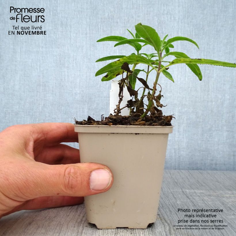 Example of Langblättriger Ehrenpreis Candied Candle - Veronica longifolia Kleine Töpfe von 8/9 cm as you get in automne