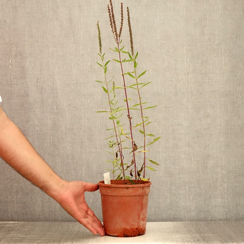Example of Langblättriger Ehrenpreis First Glory - Veronica longifolia Topf mit 2L/3L as you get in ete