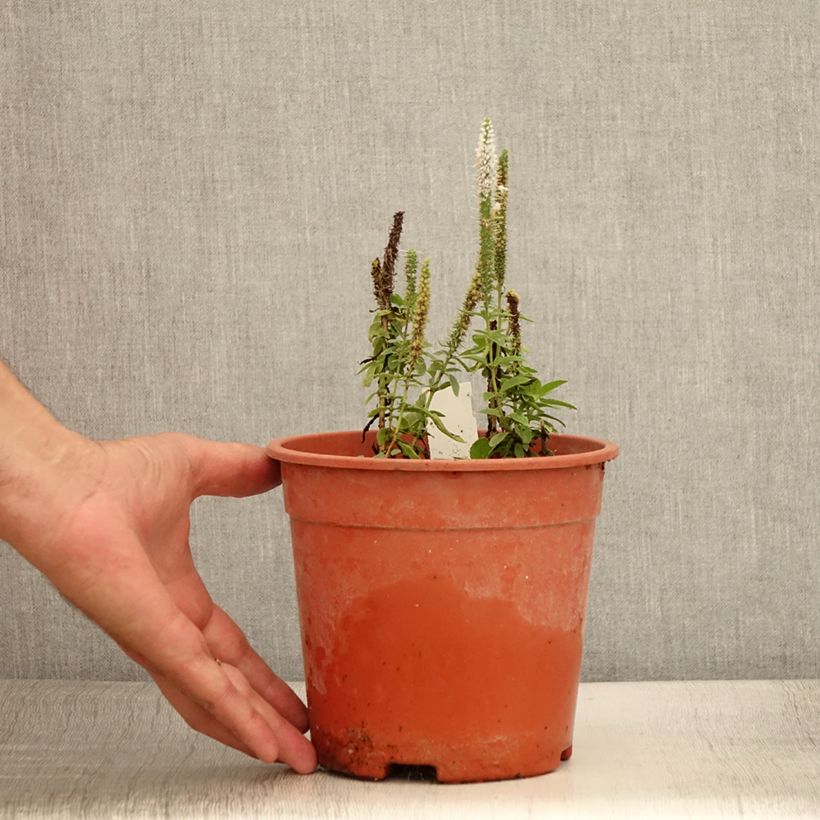 Example of Langblättriger Ehrenpreis First Lady - Veronica longifolia Topf mit 2L/3L as you get in ete