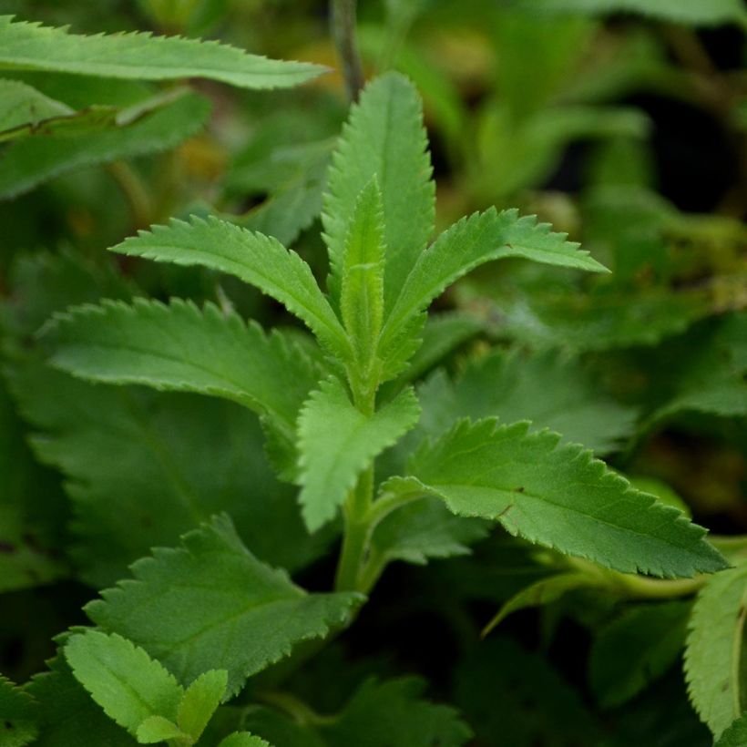 Langblättriger Ehrenpreis - Veronica longifolia (Foliage)