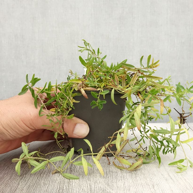 Example of Niederliegender Ehrenpreis Alba - Veronica prostrata Kleine Töpfe von 8/9 cm as you get in automne