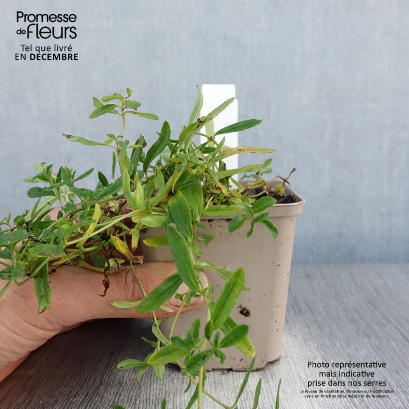 Exemplar von Niederliegender Ehrenpreis Alba - Veronica prostrata Kleine Töpfe von 8/9 cm wie im Winter geliefert