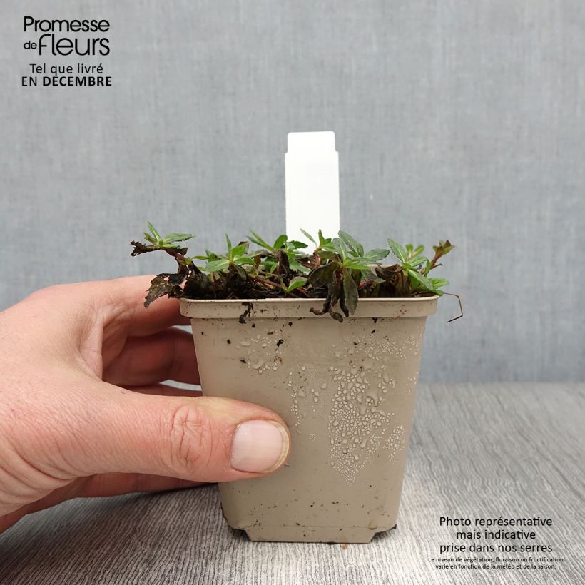 Example of Niederliegender Ehrenpreis Mrs Holt - Veronica prostrata Kleine Töpfe von 8/9 cm as you get in automne