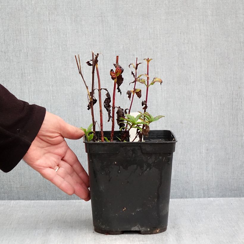 Exemplar von Veronica Purpleicious - Ehrenpreis Topf mit 2L/3L wie im Herbst geliefert