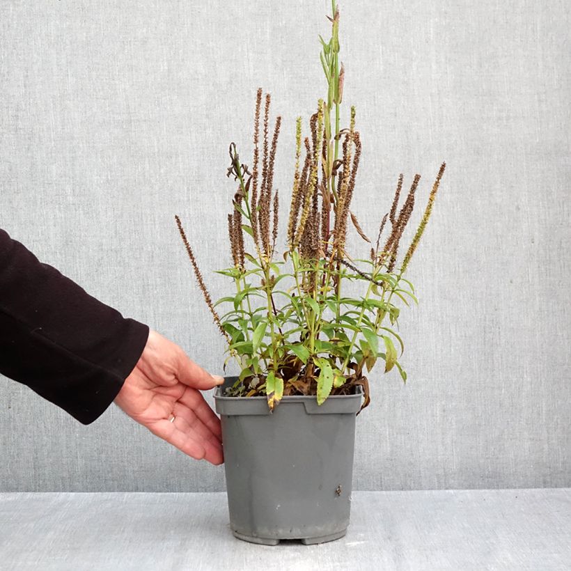 Exemplar von Veronica Baby Blue - Ehrenpreis Topf mit 2L/3L wie im Herbst geliefert