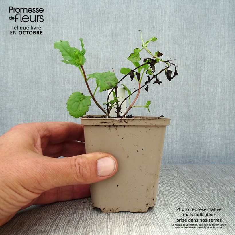 Example of Veronica First Love - Ehrenpreis Kleine Töpfe von 8/9 cm as you get in automne