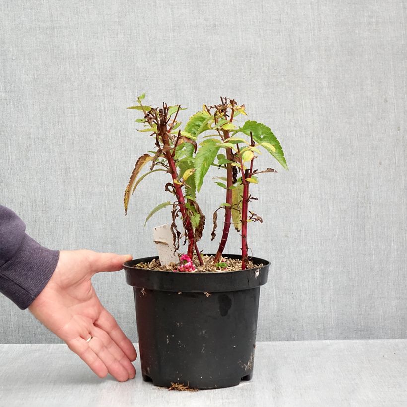 Exemplar von Veronica First Love - Ehrenpreis Topf mit 1,5L/2L wie im Herbst geliefert