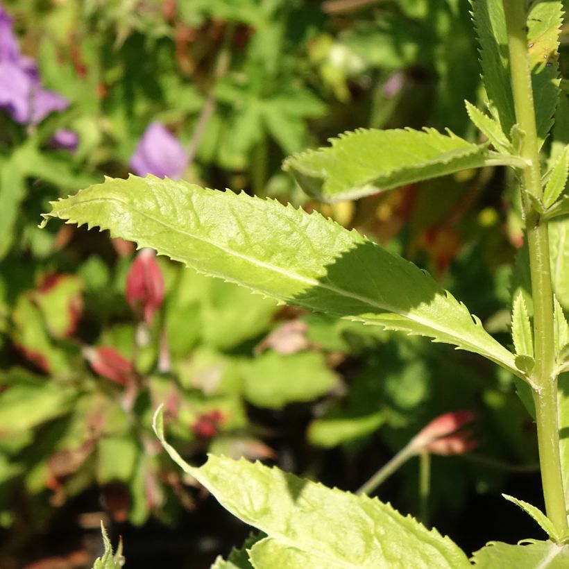 Ähriger Ehrenpreis Icicle - Veronica spicata (Foliage)