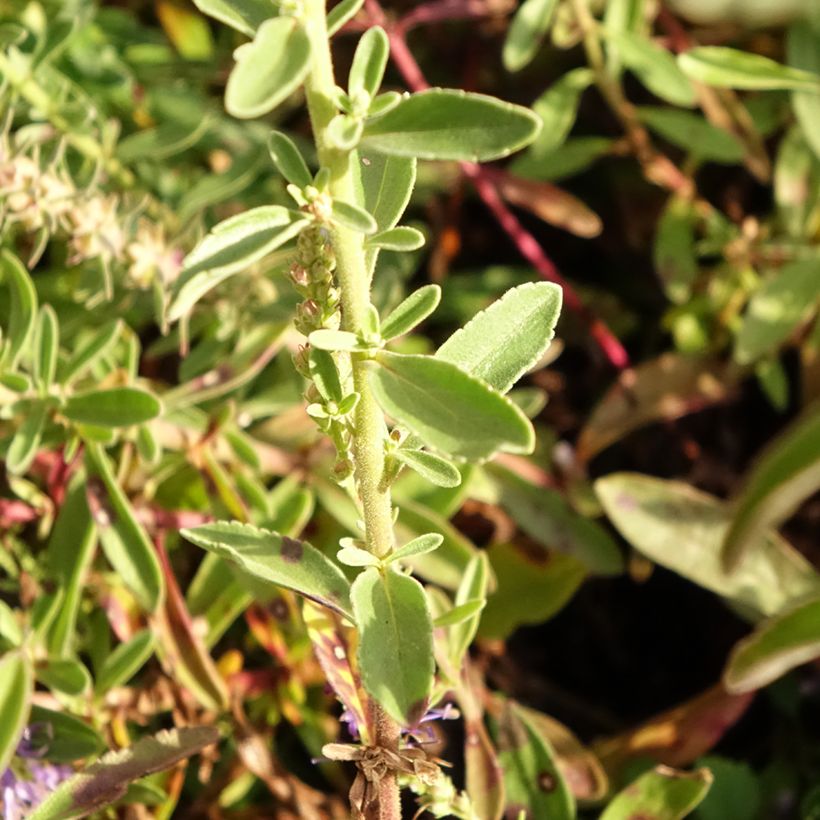 Ähriger Ehrenpreis Nana Blue - Veronica spicata (Foliage)