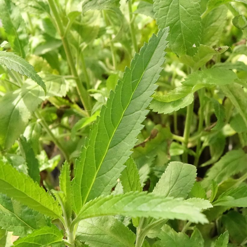 Ähriger Ehrenpreis Rotfuchs - Veronica spicata (Foliage)