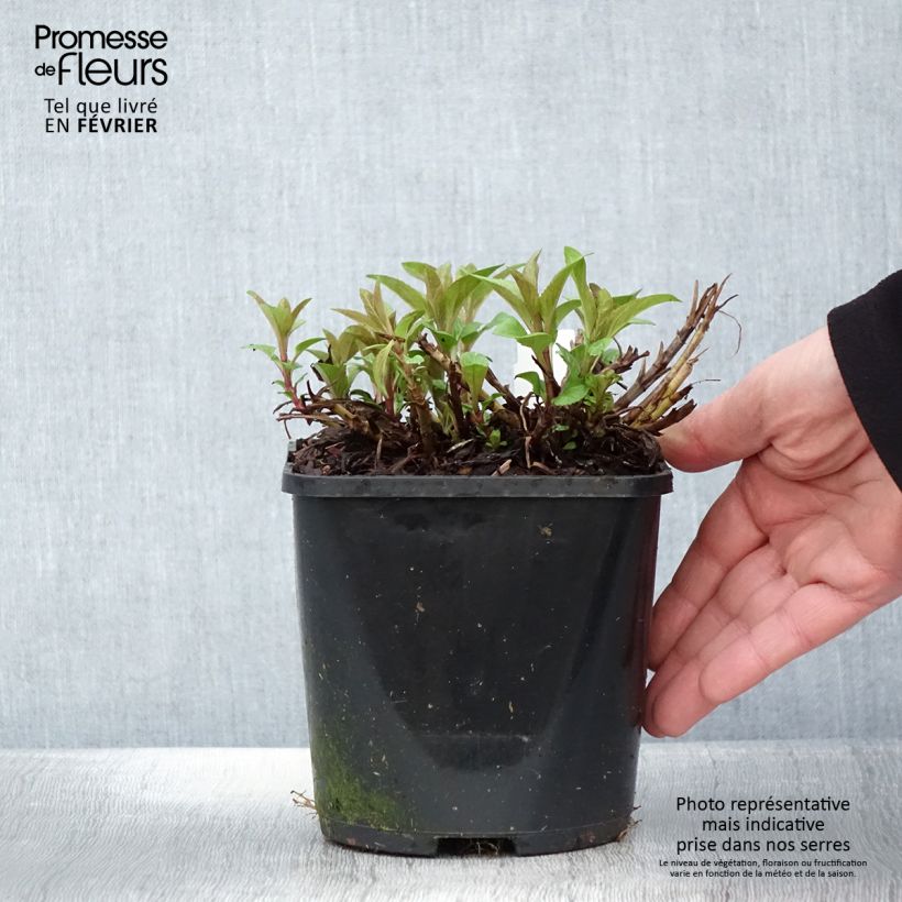 Example of Ähriger Ehrenpreis Royal Candles - Veronica spicata Topf mit 1,5L/2L as you get in hiver