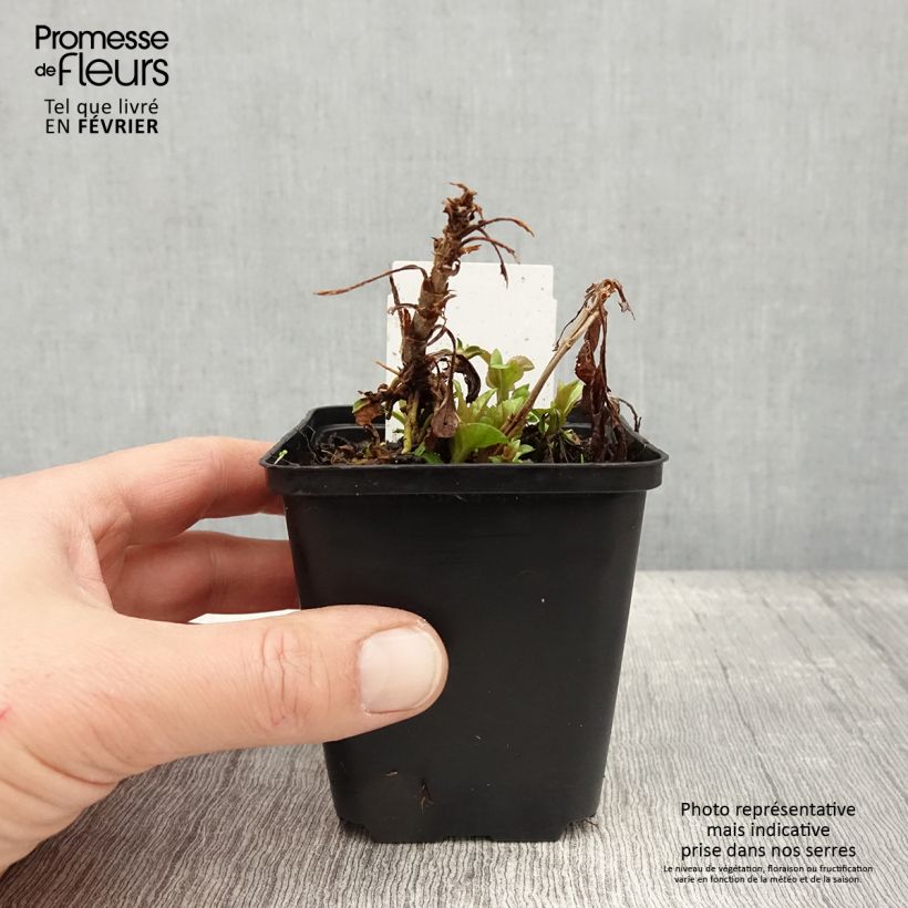 Exemplar von Ähriger Ehrenpreis Ulster Blue Dwarf - Veronica spicata Kleine Töpfe von 8/9 cm wie im Winter geliefert